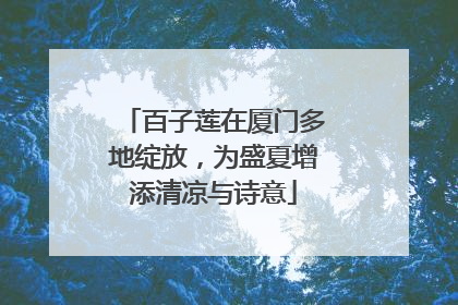 百子莲在厦门多地绽放，为盛夏增添清凉与诗意