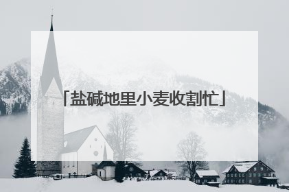 盐碱地里小麦收割忙