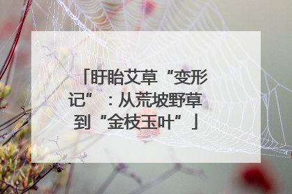 盱眙艾草“变形记”：从荒坡野草到“金枝玉叶”