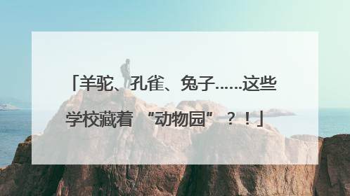 羊驼、孔雀、兔子……这些学校藏着 “动物园”？！