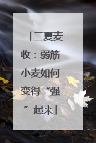 三夏麦收：弱筋小麦如何变得“强”起来