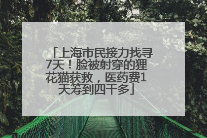 上海市民接力找寻7天！脸被射穿的狸花猫获救，医药费1天筹到四千多