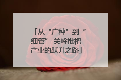 从“广种”到“细管” 关岭枇杷产业的跃升之路