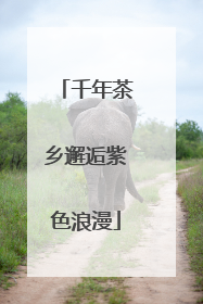 千年茶乡邂逅紫色浪漫