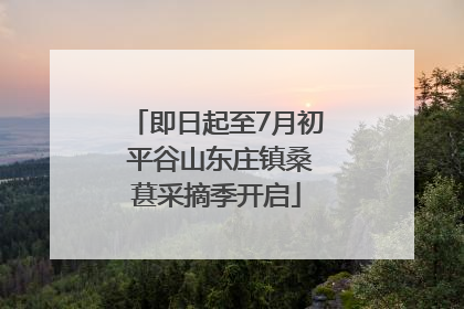 即日起至7月初 平谷山东庄镇桑葚采摘季开启