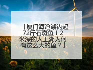厦门海沧湖钓起72斤石斑鱼！2米深的人工湖为何有这么大的鱼？