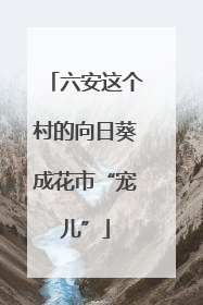 六安这个村的向日葵成花市“宠儿”