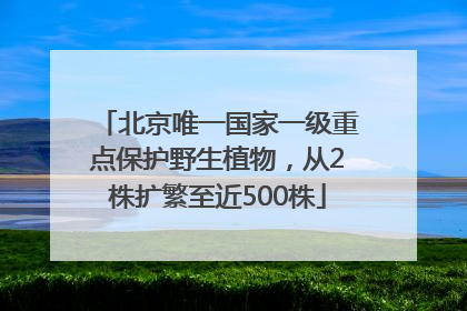 北京唯一国家一级重点保护野生植物，从2株扩繁至近500株
