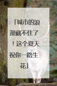 城市的浪漫藏不住了！这个夏天祝你一路生花
