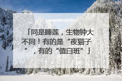 同是睡莲，生物钟大不同！有的是“夜猫子”，有的“值白班”