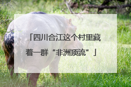 四川合江这个村里藏着一群“非洲顶流”