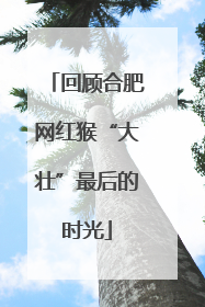 回顾合肥网红猴“大壮”最后的时光