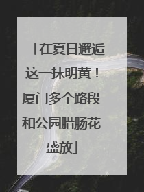 在夏日邂逅这一抹明黄！厦门多个路段和公园腊肠花盛放