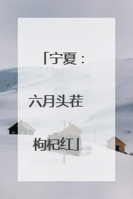 宁夏：六月头茬枸杞红