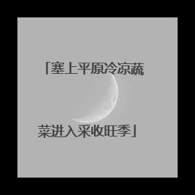 塞上平原冷凉蔬菜进入采收旺季