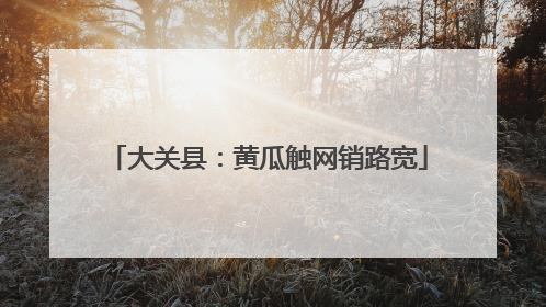 大关县：黄瓜触网销路宽