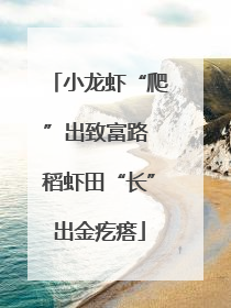 小龙虾“爬”出致富路 稻虾田“长”出金疙瘩