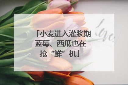 小麦进入灌浆期 蓝莓、西瓜也在抢“鲜”机
