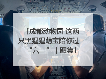 成都动物园 这两只黑猩猩萌宝陪你过“六一”｜图集