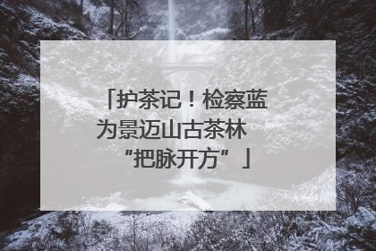 护茶记！检察蓝为景迈山古茶林 “把脉开方”