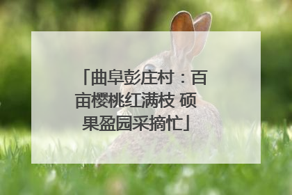 曲阜彭庄村：百亩樱桃红满枝 硕果盈园采摘忙