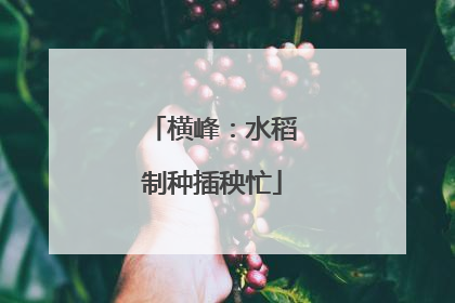 横峰：水稻制种插秧忙