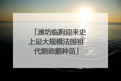 潍坊临朐迎来史上最大规模法国祖代朗德鹅种苗