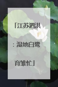 江苏泗洪：湿地白鹭育雏忙