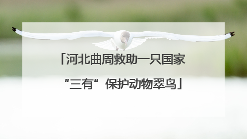 河北曲周救助一只国家“三有”保护动物翠鸟