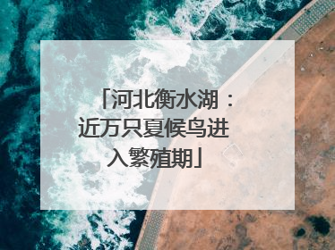 河北衡水湖：近万只夏候鸟进入繁殖期