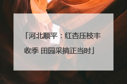 河北顺平：红杏压枝丰收季 田园采摘正当时