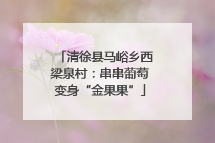 清徐县马峪乡西梁泉村：串串葡萄变身“金果果”