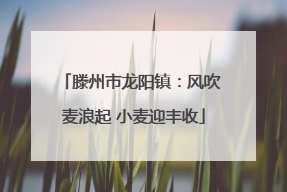 滕州市龙阳镇：风吹麦浪起 小麦迎丰收