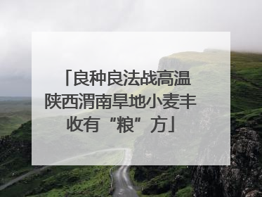 良种良法战高温 陕西渭南旱地小麦丰收有“粮”方