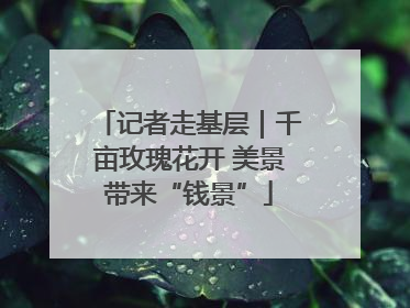 记者走基层｜千亩玫瑰花开 美景带来“钱景”