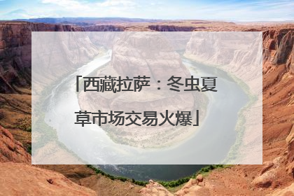 西藏拉萨：冬虫夏草市场交易火爆