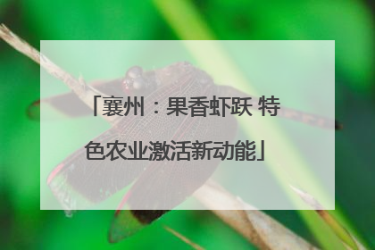 襄州：果香虾跃 特色农业激活新动能