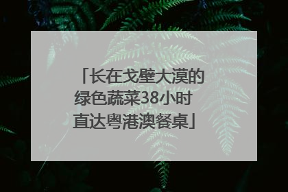 长在戈壁大漠的绿色蔬菜38小时直达粤港澳餐桌