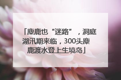 麋鹿也“迷路”，洞庭湖汛期来临，300头麋鹿渡水登上生境岛