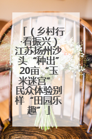 （乡村行·看振兴）江苏扬州沙头“种出”20亩“玉米迷宫” 民众体验别样“田园乐趣”