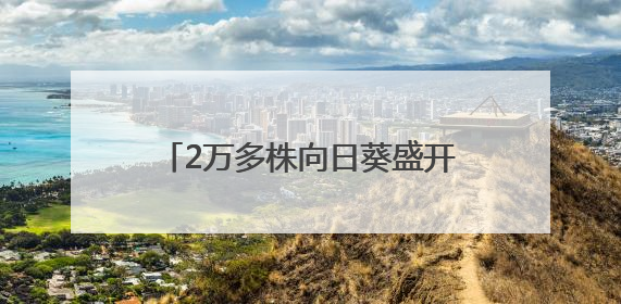 2万多株向日葵盛开，武生院打造全国最美毕业“背景墙”